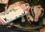 Farmed olive flounder (1 fish)
