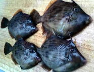 1 filefish