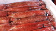 ケンサキイカ 1kg