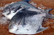 1 pomfret