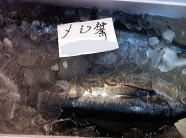 One young tuna