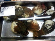 1 geoduck