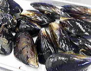 ムール貝 1kg(目安15から25個)