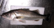 One sea bass
