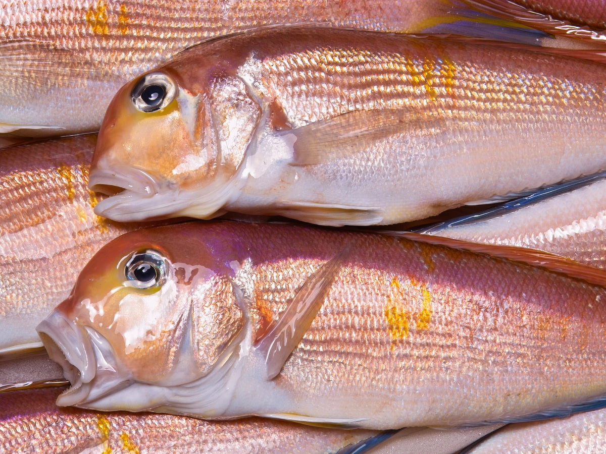 白身魚・高級鮮魚