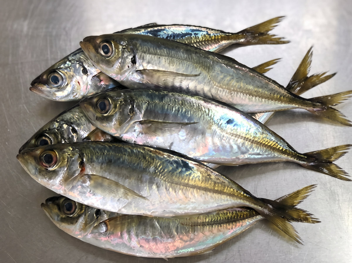 アジ・サバ・青魚