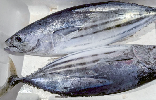1 skipjack tuna