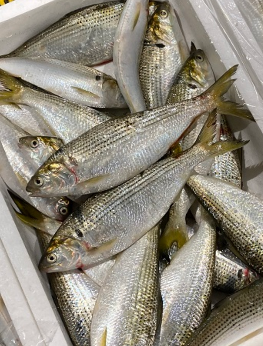 Dotted gizzard shad 1kg