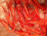 アマエビ 1kg（目安50尾前後）