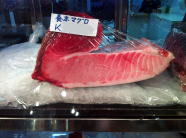 養殖本マグロ（大トロ） 300g