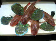 ホウボウ 1匹