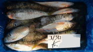 コノシロ 1kg