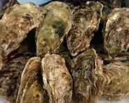 北海道産 天然真牡蠣 10個