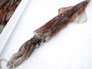 ヤリイカ 1kg